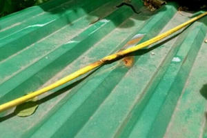 Nam thanh niên bị điện giật tử vong trước ngày cưới Nam thanh niên bị điện giật tử vong trước ngày cưới