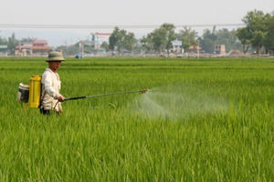 Sâu bệnh hại lúa Đông xuân tăng cao, Bộ NN&PTNT họp trực tuyến khẩn Sâu bệnh hại lúa Đông xuân tăng cao, Bộ NN&PTNT họp trực tuyến khẩn