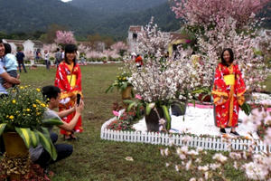 Rực rỡ sắc hoa Anh Đào giữa núi rừng Yên Tử