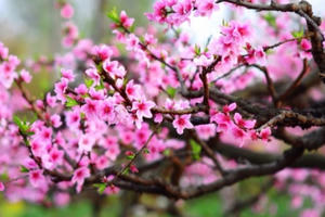 Niềm tin mùa xuân