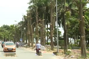 Hệ lụy từ thiếu quy hoạch cây xanh đô thị