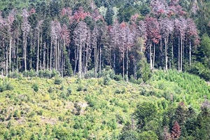 Bất lợi của “mẹ” thiên nhiên