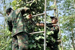 Bộ đội Bà Rịa - Vũng Tàu giúp nông dân thu hoạch hồ tiêu