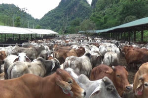 Đồng hành cùng Thực phẩm sạch: Từ trang trại đến bàn ăn Đồng hành cùng Thực phẩm sạch: Từ trang trại đến bàn ăn