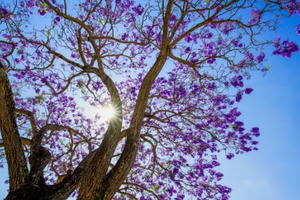 Hoa phượng tím nở rộ trên đường phố Đà Lạt làm say lòng du khách