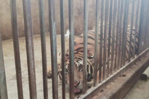 Vụ nuôi nhốt trái phép 17 cá thể hổ: Gia đình công an viên xã nuôi 3 con hổ