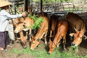 Huyện miền biên xứ Nghệ huy động nhiều nguồn lực để giảm nghèo bền vững