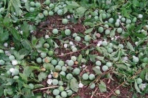 Người dân Mộc Châu khóc ròng vì trận mưa đá làm tan nát hàng trăm ha mơ, mận