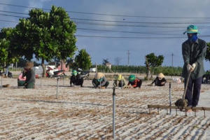 Đảo Lý Sơn: Đất nông nghiệp bị "thổi giá" gấp 20 - 30 lần