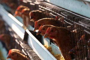 TP HCM chủ động kiểm soát và phòng, chống dịch cúm (H5N1) trên gia cầm