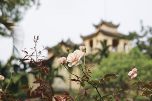 500 gốc gồng cổ bung nở, khoe sắc tại Hoàng Thành Thăng Long 500 gốc gồng cổ bung nở, khoe sắc tại Hoàng Thành Thăng Long