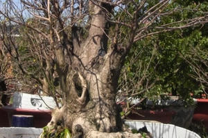 Độc đáo gốc mai với hình dáng giống bàn tay Phật