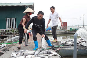 Vụ 120 tấn cá chết ở Hải Dương: Hơn 10 tỷ trôi theo dòng nước “lạ”