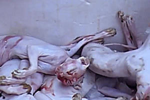 Bắt xe khách chở 1,6 tạ thịt mèo đang bốc mùi hôi thối