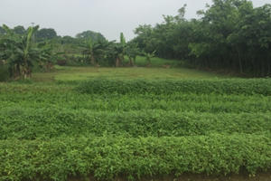 Lừa bán dự án 'ma' Việt-Inc, nhiều câu hỏi còn bỏ ngỏ Lừa bán dự án 'ma' Việt-Inc, nhiều câu hỏi còn bỏ ngỏ