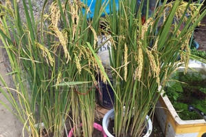 Lúa bỗng trở thành cây trang trí hot trong dịp tết Đinh Dậu