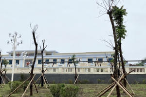 Điện Biên: Hàng loạt cây xanh mới trồng bị chết khô giữa trung tâm huyện Nậm Pồ