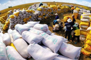 Giá xuất khẩu lúa gạo Việt Nam tiếp tục tăng vọt