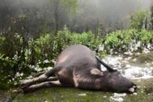 Hơn 7 nghìn gia súc chết trong đợt rét kỷ lục ở miền Bắc