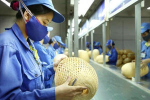 Gần 250.000 doanh nghiệp vừa và nhỏ có dư nợ tại các tổ chức tín dụng Gần 250.000 doanh nghiệp vừa và nhỏ có dư nợ tại các tổ chức tín dụng