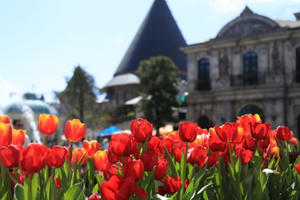 Đón Tết thật phong cách với triệu hoa tulip trên đỉnh Bà Nà