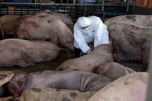 Tăng cường các giải pháp phòng, chống dịch tả lợn Châu Phi tại Thủ đô