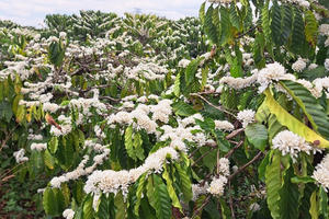 Đắk Lắk: Hàng nghìn ly cà-phê miễn phí tại Lễ hội Cà-phê Buôn Ma Thuột lần thứ 9 năm 2025