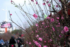 Bình yên Tết đến