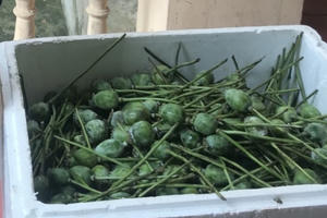 Vận chuyển quả thuốc phiện tươi, hai đối tượng bị bắt giữ