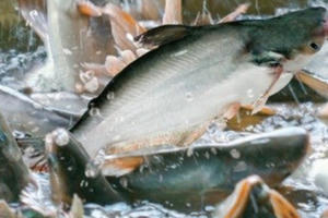 Vĩnh Hoàn và Navico chịu thuế 0,09 USD/kg khi xuất khẩu vào Mỹ