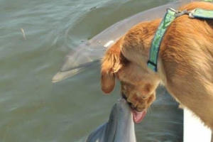 Bức ảnh tình bạn giữa chó và cá heo "đốn tim" dân mạng