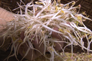 Huế: Rợn người phát hiện “công nghệ” sản xuất giá đỗ siêu tốc