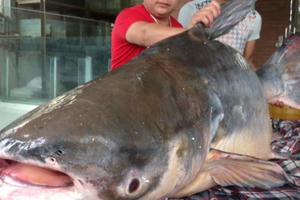 Hà Nội: Nhiều người đổ xô đi xem cá Tra Dầu nặng hơn 1 tạ