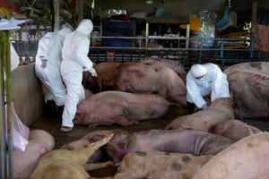 Phát hiện cơ sở thu gom lợn bệnh để tiêu thụ tại Quảng Ngãi