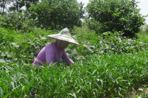 Chuyện cô cử nhân bỏ về làm… “nông dân”