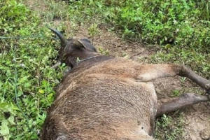 Nghệ An: Sớm có chính sách hỗ trợ hơn 800 con gia súc bị chết do rét