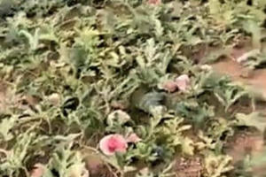 Nghệ An: Công an vào cuộc xác minh vụ nhiều diện tích dưa hấu nghi bị phá hoại