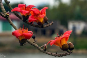 Tháng Ba à, Tháng Ba ơi!