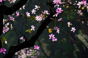 "Say" trước vẻ đẹp của hoa Ban Tây Bắc giữa lòng Hà Nội