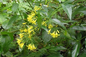 Bị gia đình ngăn cấm yêu đương, đôi nam nữ ăn lá ngón tự vẫn