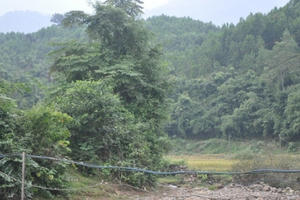 Thanh Hóa xử phạt 87 vụ việc về lâm sản trái phép