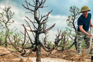 Làng trồng đào Nhật Tân hối hả mùa vụ mới