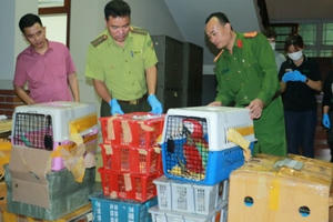 Tạm giữ 2 xe ô tô, 1.818 cá thể động vật hoang dã các loại