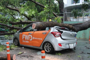 Uber car biến dạng dưới thân cây cổ thụ, nữ hành khách nhập viện