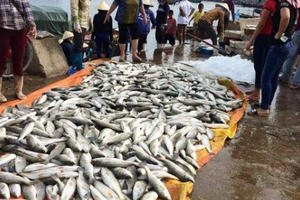 Cá chết hàng loạt ở Thanh Hóa: Bộ TN&MT kiểm tra đường ống thải Nhà máy lọc hóa dầu Nghi Sơn