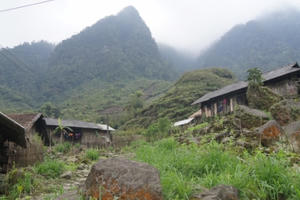 Rau đắng trường sinh ở “bản trường thọ”