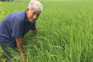 Người nâng tầm giống lúa tím vùng biên giới Tân Hồng
