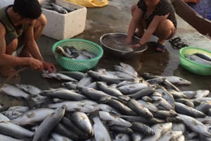Dân “méo mặt” vì hơn 80 tấn cá bỗng dưng chết trắng