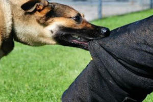 Đắk Lắk: Bị chó cắn không đi tiêm phòng, 2 trường hợp tử vong