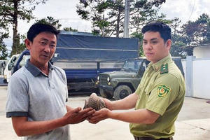 Lâm Đồng: Giải cứu tê tê quý hiếm trước khi lên bàn nhậu